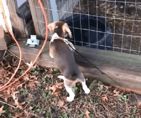 When This Adorable Pup Comes Across Chickens, He Knows Exactly What To Do!