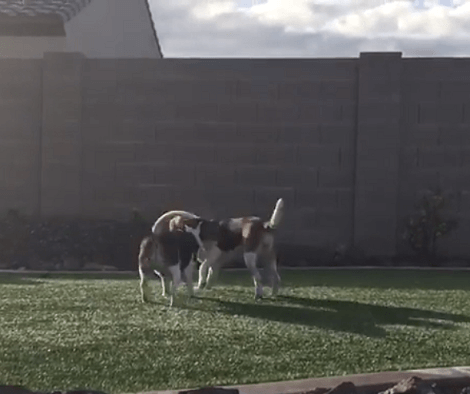 What Happens When Two Pups Get Together? They Have Tons And Tons Of Fun!