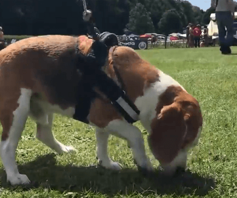 This Adorable Pup Has The time Of His Life Today And You're Going To Love This!
