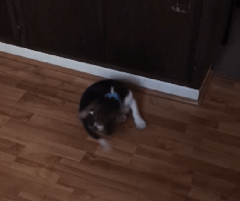 This Adorable Pup Has Finally Achieved His Ultimate Quest Of Tails! Check This Out!