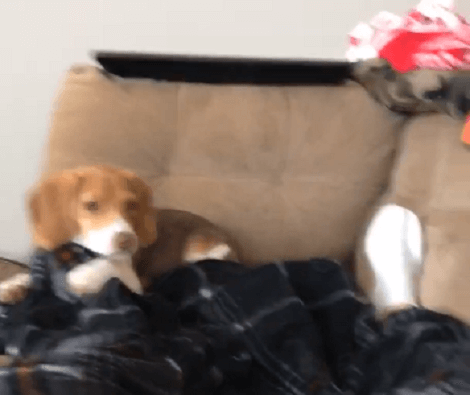 Watch What Happens When Your Pup Meets A Bunny! Check This Out!