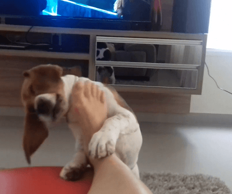 Leaving All Toys Aside, This Adorable Pup Thinks Mom's Toes Are The Perfect Toy!