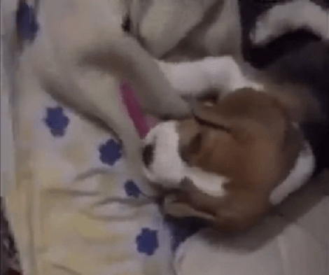 This Adorable Pup Likes To Bite Anything And Everything Without Feeling Guilty!