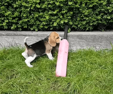 This Adorable Pup Can Play Cricket On Her Own! You've Got To See How She Does It!