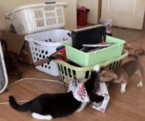 Who Gets The Box, The Pup Or The Cat? You've Got To See This!