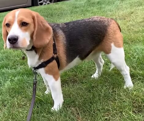 This Adorable Pup Absolutely Doesn't Like The Moving Truck! Check Out His Expressions!