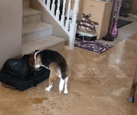 Adorable Pup Decides To Snoop Around Today, But Doesn't Expect The Results!