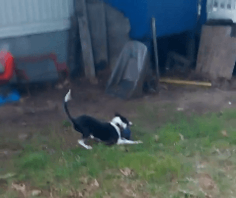 I Can Bet You've Never Seen A Puppy As Excited As This One!