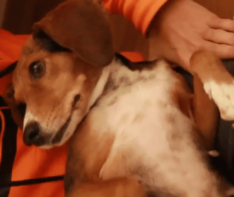 This Adorable Pup Has A Different Was Of Relaxing! Check Out This Cute Video!