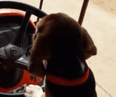 Um, Just A Normal Day For This Adorable Pup Who's Giving His Dad A Break From Driving!