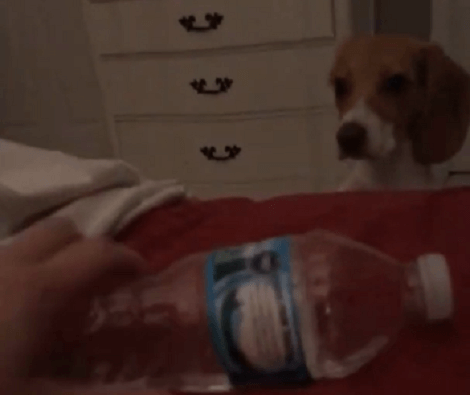 Adorable Pup Won't Give Up Trying To Get That Squeaky Water Bottle!