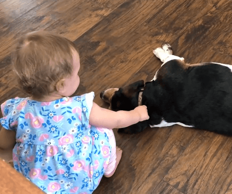 This Adorable Pup Is Completely In Love With Her Pup Friend! This Is Too Cute!