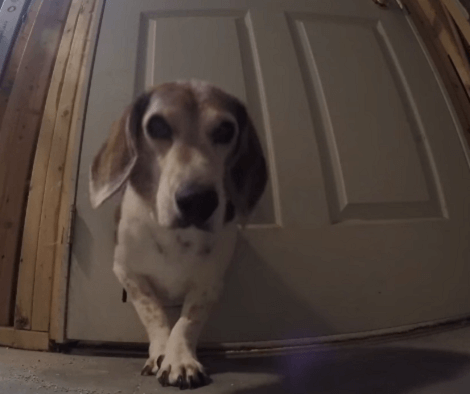 Sneaky Pup Caught On Camera Squeezing Through Cat Door!