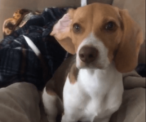 This Adorable Pup Has No Idea That There's A Strange Treat He's About To Taste!