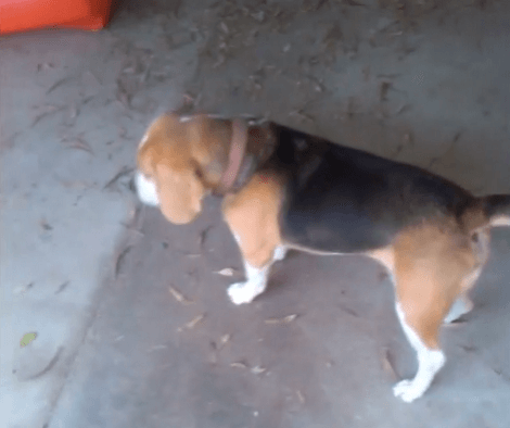 This Adorable Pup Is Being Silly And You Don't Want To Miss It!