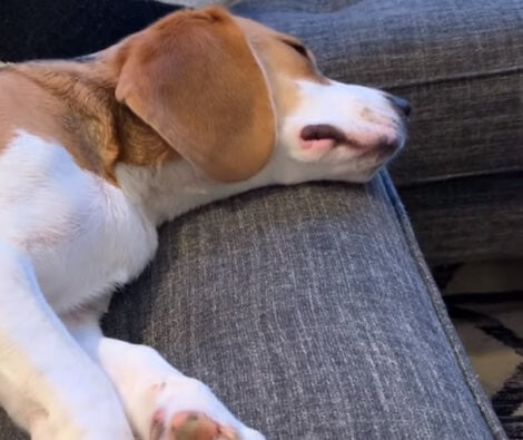 This Adorable Pup's Probably Chasing A Squirrel In His Dream! Watch Him Bark In His Sleep!