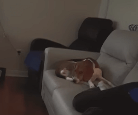 This Adorable Pup Is Super Excited And Proud Of Her Achievement! Check This Out!