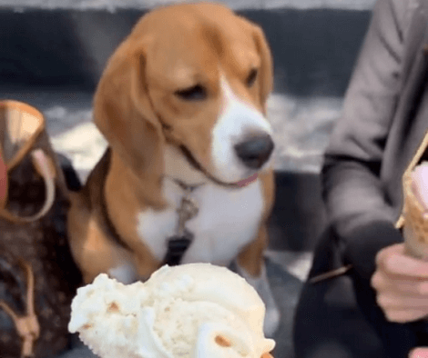 Meanwhile Somewhere, This Adorable Pup Is Thoroughly Enjoying His Ice Cream Cone!