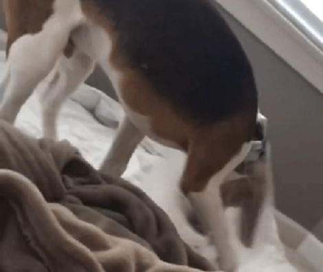 Aww This Adorable Pup Doesn't Like His Cone After Being Neutered. Don't Worry Pup, Feel Better!