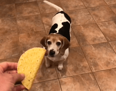 This Adorable Pup Is Learning How To Catch Food Mid-Air! Check This Out!