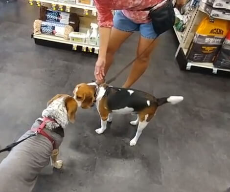 Wait Till You See Why This Adorable Pup Is Cautious About Other Pups... Aww!