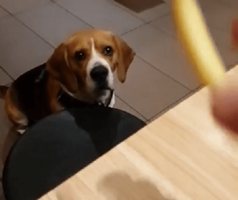 What Happens When A Pup Sees French Fries? Check Out This Cuteness!
