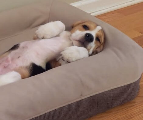 For This Adorable Pup Waking Up Is A Tough Challenge To Overcome!
