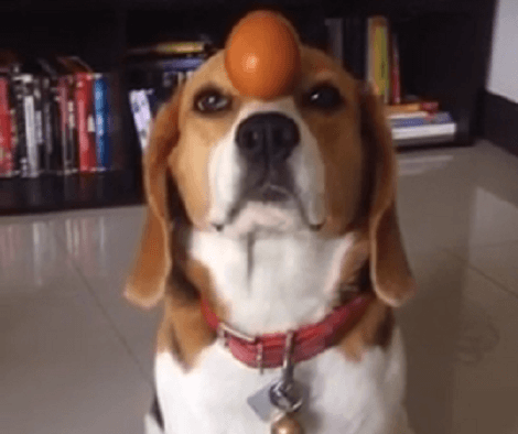 Remember The Balance The Egg Challenge? Well, This Pup Didn't Want To Be Left Out!