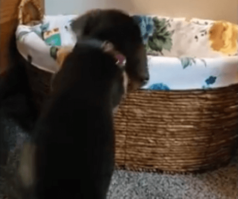 This Adorable Pup Is Finding Toys In The Basket! This Is Just Too Cute!