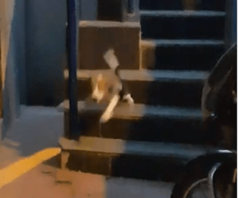 This Adorable Pup Is Learning To Get Down The Flight Of Stairs! Check This Out!