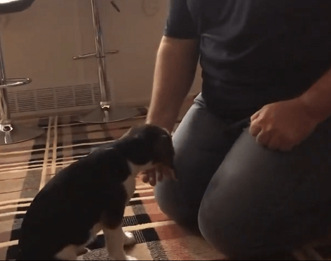 This Adorable Pup Is Learning To Shake A Paw And It's Too Good To Miss!