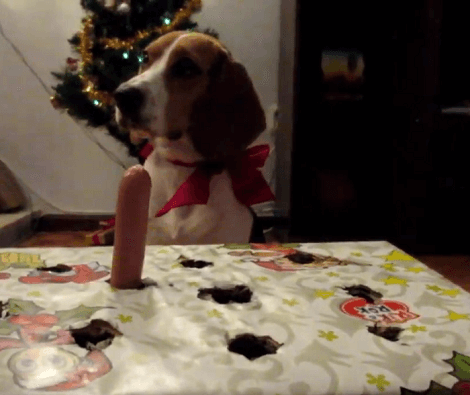 This Adorable Pup Is Playing An Awesome Version Of Whack-A-Mole! Check This Out!