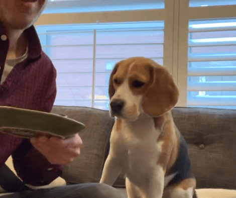 This Adorable Pup Wants Something, You'll Love This! Check It Out!