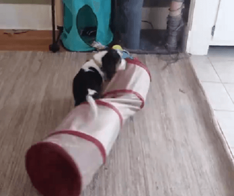 This Adorable Pup Has Gotten A Hold Of One Of The Family Cat's Hidey Tunnels!
