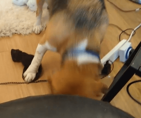 This Adorable Pup Is Desperately Trying To Get Something Under The Chair!