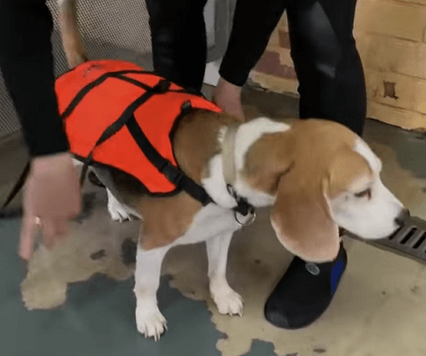 This Adorable Pup Is Undergoing Some Therapy... With The Help Of A Pool!