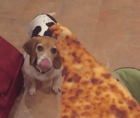 Can This Adorable Pup Catch This Slice Of Pizza? Check This Slo-Mo Out!