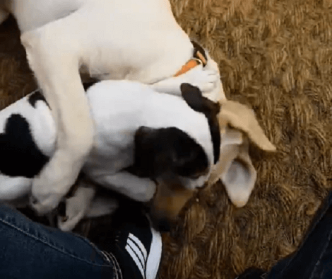 Watch How This Adorable Pup Plays With Another Pup And Has So Much Fun!