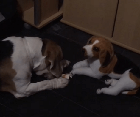This Adorable Pup Is Enjoying And Sharing Snacks With A Plush Toy! This Is Too Cute!