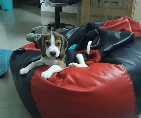 This Adorable Pup Has No Problem Sitting On His Beanbag While Mom Films Him!