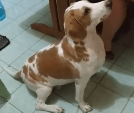 This Adorable Pup Absolutely Loves Eating Papayas! Check This Out!