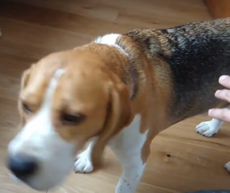 This Adorable Pup Is Absolutely Desperate For Cuddles!