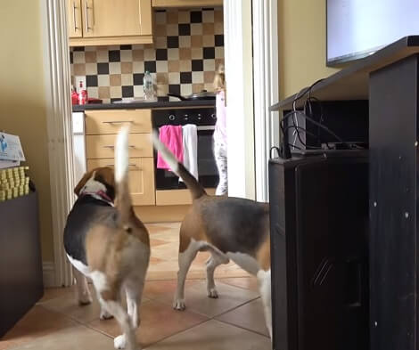These Adorable Pups Are Playing Hide And Seek With Their Toy! Check This Out!