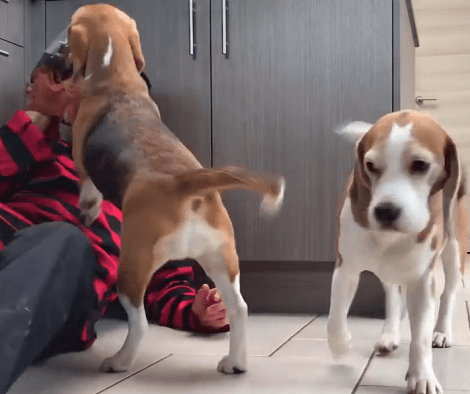 What Happens When Your Pups Meet Freddy Krueger? Check Out This Awesome Video!