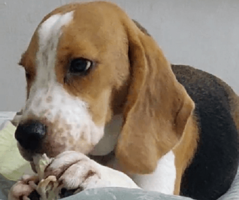 This Adorable Pup Is Having The Time Of His Life Chewing His Favorite Bone!