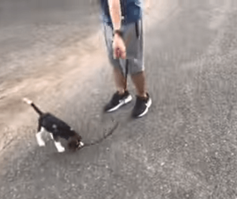 This Adorable Pup's First Walk Outdoors Is Nothing But Exciting!