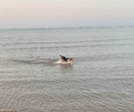 Is This Adorable Pup Half Fish?! Check Out How He's Paddling About Lik ...