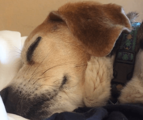This Adorable Pup Is Fast Asleep And Likely Dreaming Of Squirrels And Ice Cream!