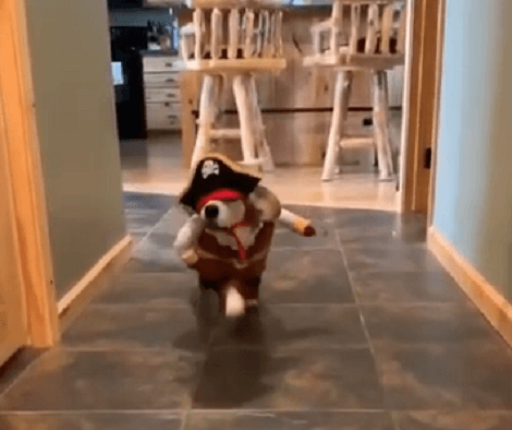 This Adorable Dog Is Under The Influence After Having Too Many Dog Treats!