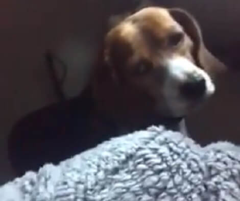 Adorable Pup Tries To Get Inside Mom's Robe Thinking It's A Blanket!